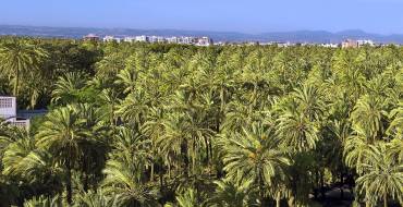 Emisión en directo de la Sesión Ordinaria del Patronato del Palmeral de Elche