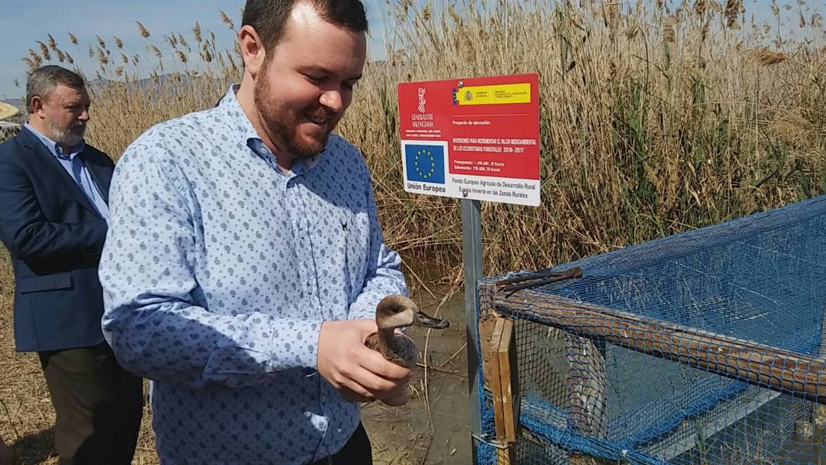 Nuevos ejemplares de cerceta pardilla para El Hondo