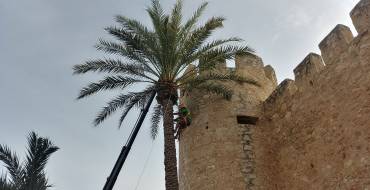 Concurso de trepa de palmera