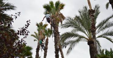 Campeonato Internacional de Trepa Tradicional de Palmera PALMERAL DE ELCHE “Premio Espardenyad´Or” 2017