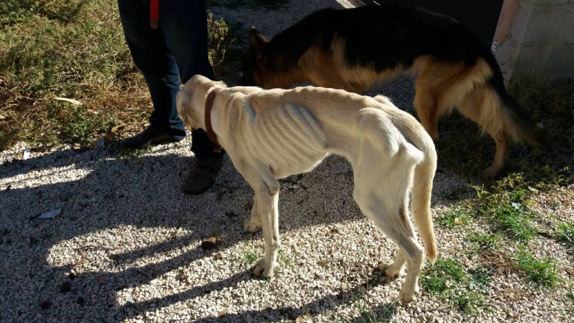 Unitat Rural traslladarà al jutjat presumpte cas d’abandonament i maltractament animal