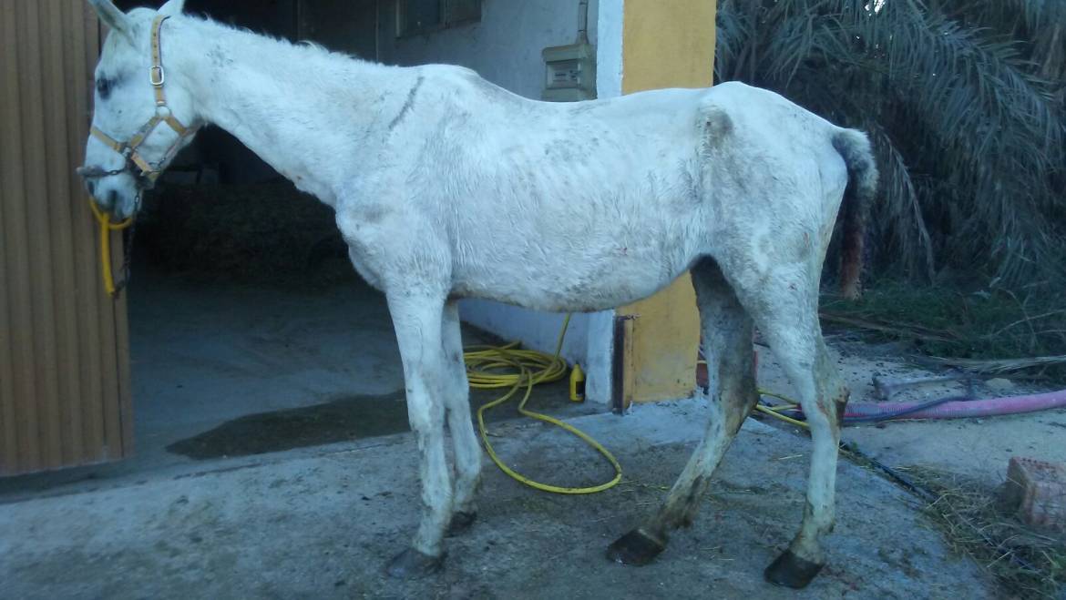 Localizada yegua abandonada y trasladada para atención veterinaria