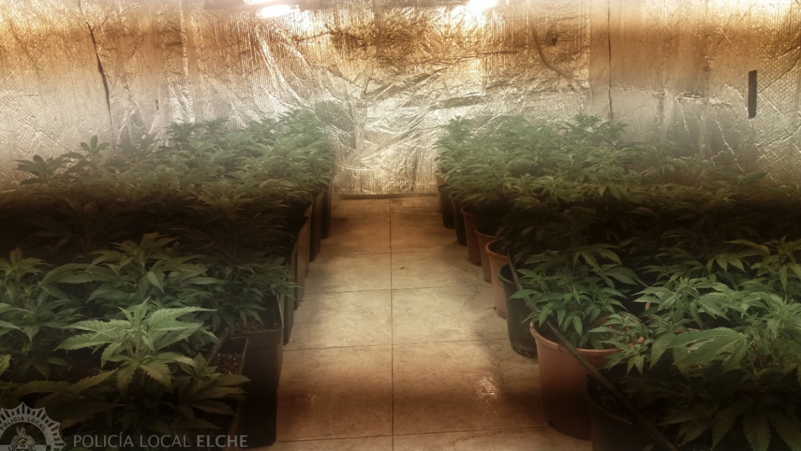 Desmantelado cultivo con 440 plantas de marihuana en Torrellano