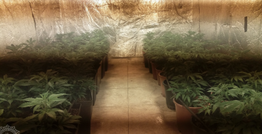 Desmantelado cultivo con 440 plantas de marihuana en Torrellano