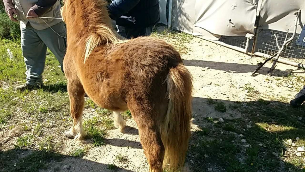 Rescate de pony y otros animales en posible situación de abandono en Altabix