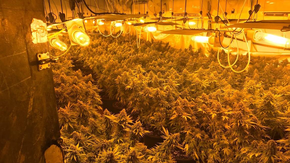 Descubierta plantación de marihuana con más de 200 plantas tras una reyerta