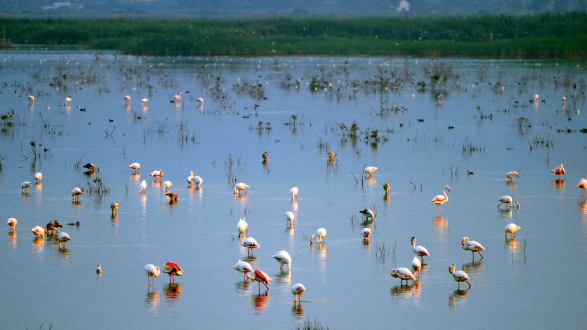 El Fondo d’Elx-Crevillent amplía su Zona de Especial Protección para las Aves