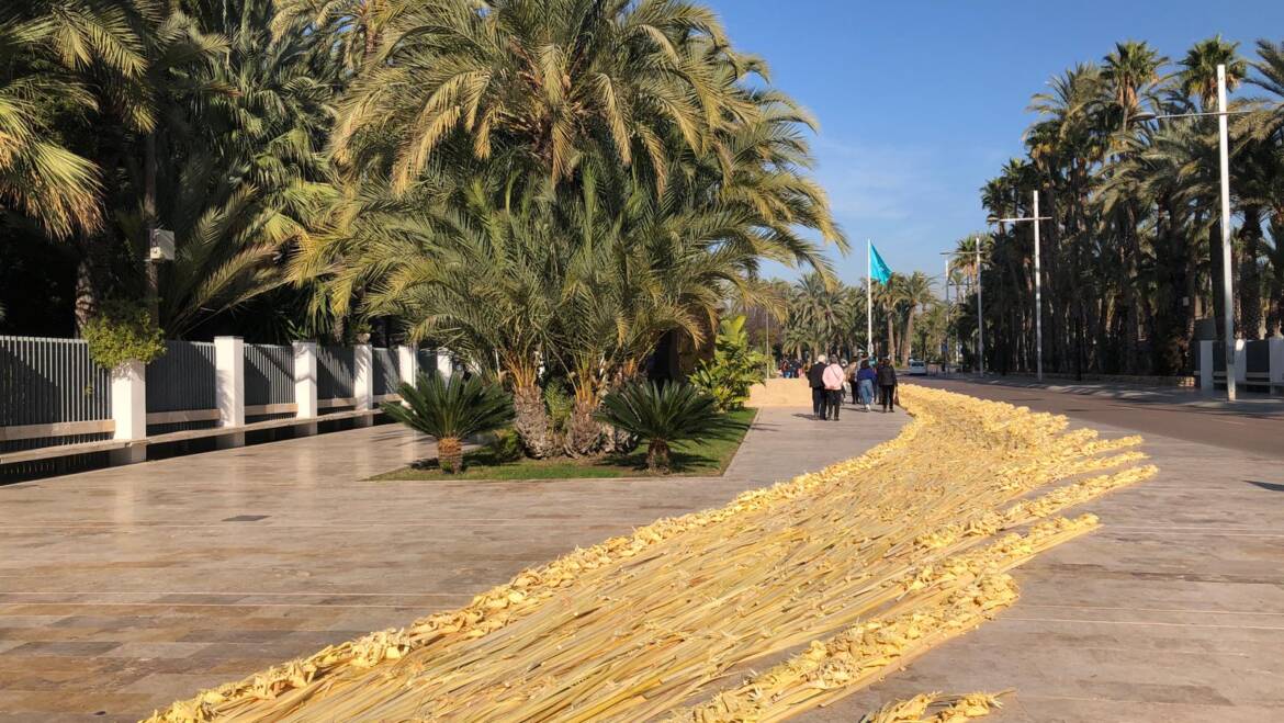 Éxito de acogida de la palma blanca más grande del mundo como instrumento de promoción turística