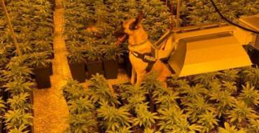 La Policía Local detiene a un hombre en Elche por cultivar 1.000 plantas de marihuana