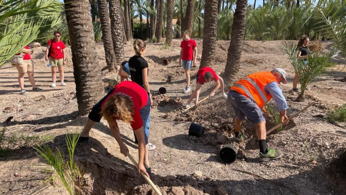 Més de 350 persones repoblen el Palmerar amb 1.500 exemplars en horts històrics