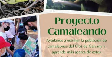 Medio Ambiente contabilizará la población de camaleones en el Clot de Galvany