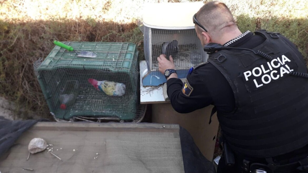 La Policía Local recupera siete palomos de competición robados presuntamente por cuatro menores