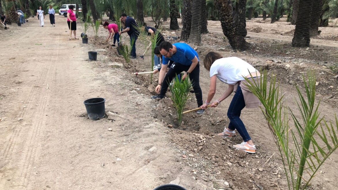 Las jornadas de repoblación del Palmeral arrancan con la plantación de más de 150 palmeras en el Huerto de Don Claudio por 50 voluntarios