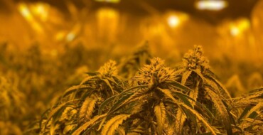 Detenidos tres hombres por tener más de 900 plantas de marihuana en una vivienda