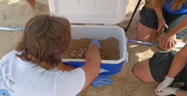 Detectan en Arenales la primera puesta de tortuga boba en España esta temporada