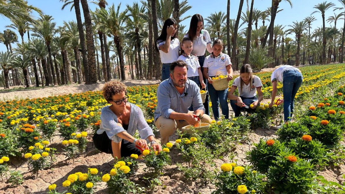 Elche recupera la tradición de plantar tagetes en huertos históricos para la Batalla de Flores