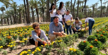 Elche recupera la tradición de plantar tagetes en huertos históricos para la Batalla de Flores