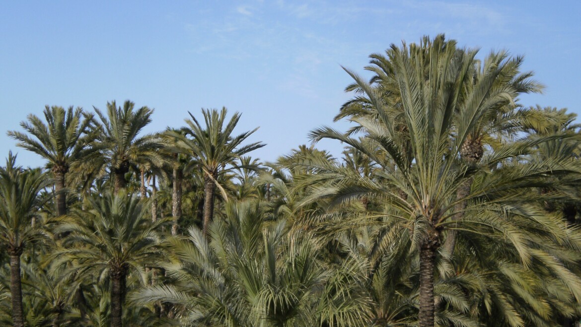 Elche se postula para influir a nivel europeo en las políticas sobre el ciclo urbano del agua.