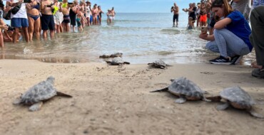 La playa del Carabassí acoge la suelta de nueve tortugas