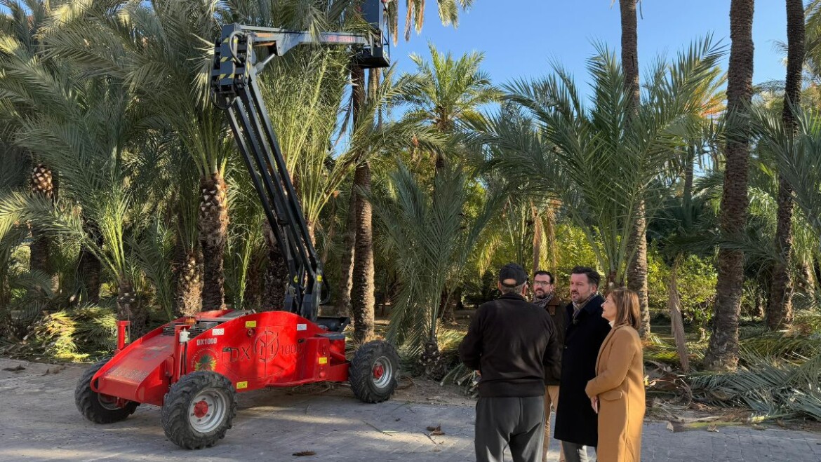 L’Ajuntament inicia els treballs de poda de 3.815 palmeres en horts enjardinats